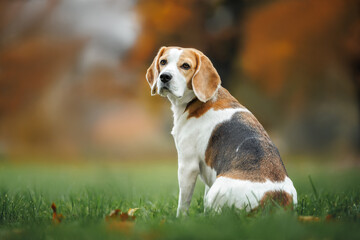 cute beagle dog sitting outdoors in the park