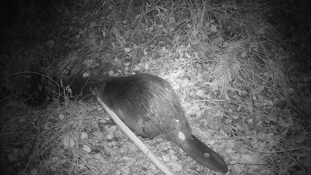 beaver Castor fiber pulls  willow branch into cave at autumn night