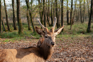 A beautiful young red deer standing gracefully in a lush forest, surrounded by natural greenery.