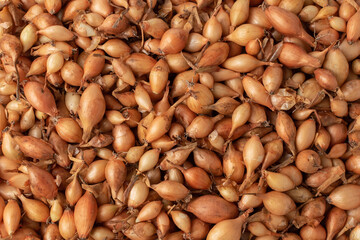 Small yellow bulbs for planting close-up. Top view. Onion background. Onion seedlings