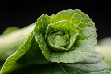 Close-up of wasabi plant leaves and fresh greenery