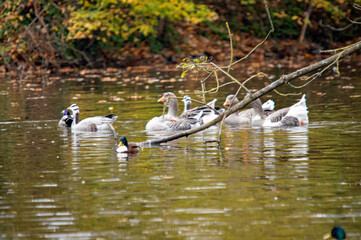 Graugänse unter Ästen im herbstlichen Gewässer