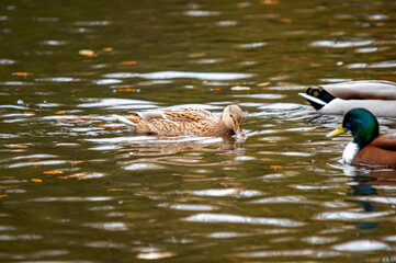 Nahaufnahme von einem Erpel und einem Entenweibchen auf dem Teich