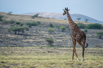 Giraffes standing majestically in front of a mountain, Ol Doinyo Lengai volcano