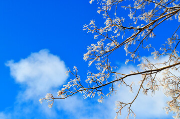 Winter tree tops against blue sky, winter background with frosty branches of the tree on the background of the blue sunny sky