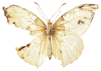 Naklejka premium PNG Delicate aged butterfly specimen photo