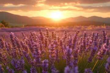 Fototapeta premium Sunset illuminating lavender field in provence, france