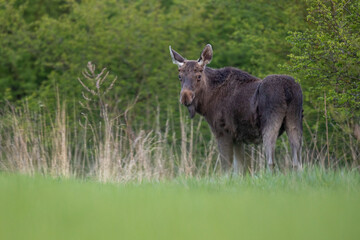 Mammals female moose (Alces alces) Moose in lush green