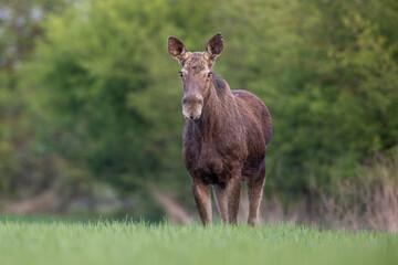 Mammals female moose (Alces alces) Moose in lush green
