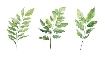 Obraz premium Green leaves branches watercolor illustration