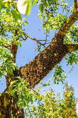 Fototapeta premium Bee hive with honeybee swarm hanging on a tree branch. Swarming bees