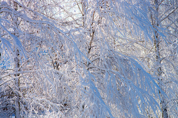 Beautiful winter landscape. Lots of snow on tree branches, sun rays.
