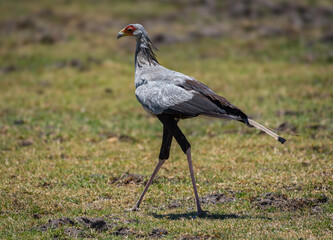Secretary bird Sagittarius serpentarius on the banks of the Okavango River, Namibia