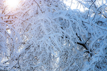Beautiful winter landscape. Lots of snow on tree branches, sun rays.