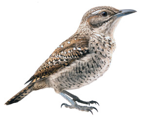 PNG Wildlife animal bird beak.