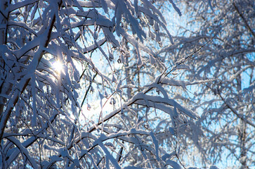 Beautiful winter landscape. Lots of snow on tree branches, sun rays.