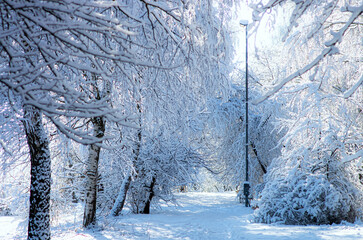 Magnificent winter landscape. Lots of snow on the tree branches.