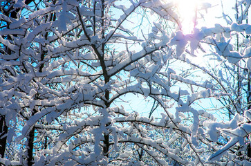 Beautiful winter landscape. Lots of snow on tree branches, sun rays.