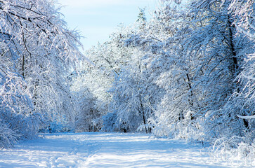 Magnificent winter landscape. Lots of snow on the tree branches.