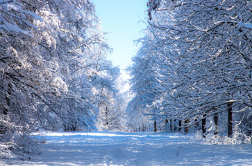Magnificent winter landscape. Lots of snow on the tree branches.