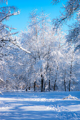 Magnificent winter landscape. Lots of snow on the tree branches.