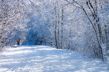 Magnificent winter landscape. Lots of snow on the tree branches.