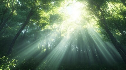 Obraz premium Sunlight filters through a dense forest, creating a serene and magical atmosphere.