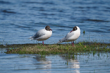 Couple of Andean gulls, Chroicocephalus serranus, resting on wetland by the lake