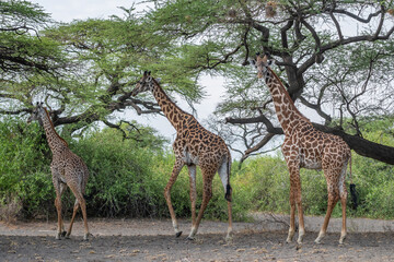 Large herd of giraffes is eating leaves under a tree, Ol Doinyo Lengai, Tanzania