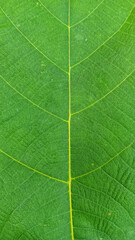 A detailed close-up of a green leaf, highlighting the intricate vein patterns and natural texture, displaying vibrant shades of green.