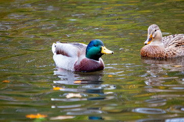 Stockentenpaar im Wasser
