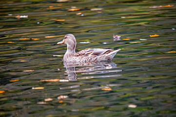 Stockente schwimmt ruhig im Teich