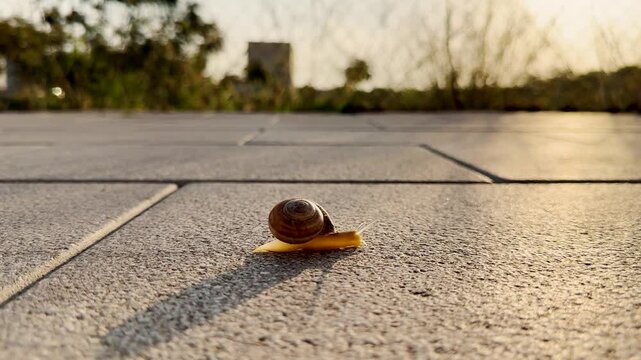 Side view of small brown snail moving in the middle of the street with spiral shaped shell
