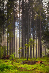Obraz premium Misty foggy green forest, natural woods landscape