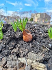 Onion growing in the soil on a sunny spring day