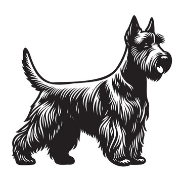 recommend clip art: Scottish Terrier dog standing pose looking right side pose on white background black silhouette vector outlines png 