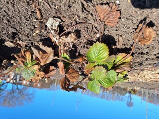 Strawberry plant growing in the spring