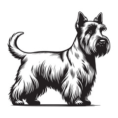 Scottish Terrier dog standing pose looking left or right clean vector illustration on white background, clean vector silhouettes outlines  