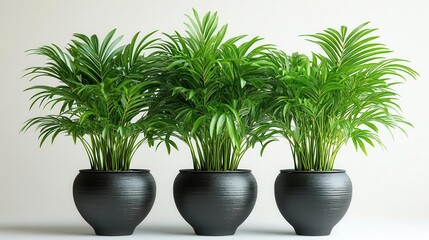 Obraz premium lush house plants in sleek black pots, beautifully arranged against a pristine white background, highlighting their vibrant foliage and elegant simplicity in a modern setting