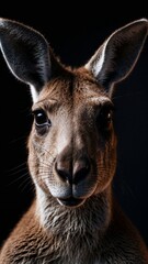 Fototapeta premium Close-Up of a Kangaroo Standing Proudly Black Background Front View half Body