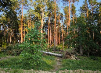 The consequences of a storm, hurricane: a fallen, uprooted birch tree. The roots of the tree have...