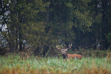 Deer male buck ( Cervus elaphus ) during rut
