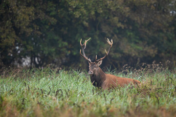 Deer male buck ( Cervus elaphus ) during rut