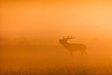 Deer male buck ( Cervus elaphus ) during rut