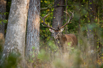 Deer male buck ( Cervus elaphus ) during rut