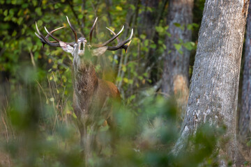 Deer male buck ( Cervus elaphus ) during rut