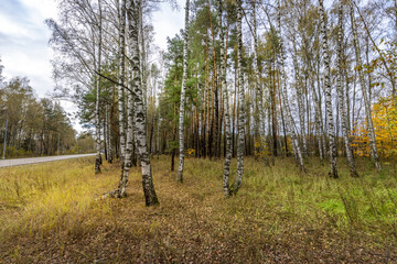 Obraz premium A forest with trees in various stages of fall