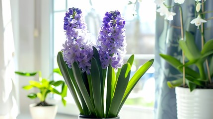 Purple Hyacinths in a White Pot by Window