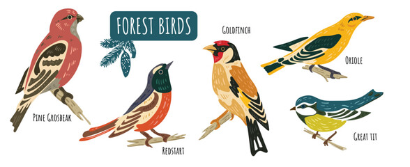 Wild forest birds. Winter wild animal, titmouse, grosbeak, goldfinch, oriole. Isolated wild or garden flat nature nestling. Vector illustration. Forest birds collection.