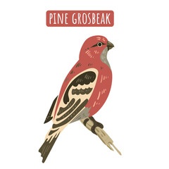 Pine Grosbeak, cute forest bird. Vintage drawing or engraving illustration. Vector Isolated red songbird illustration. For post card, poster, textbook.